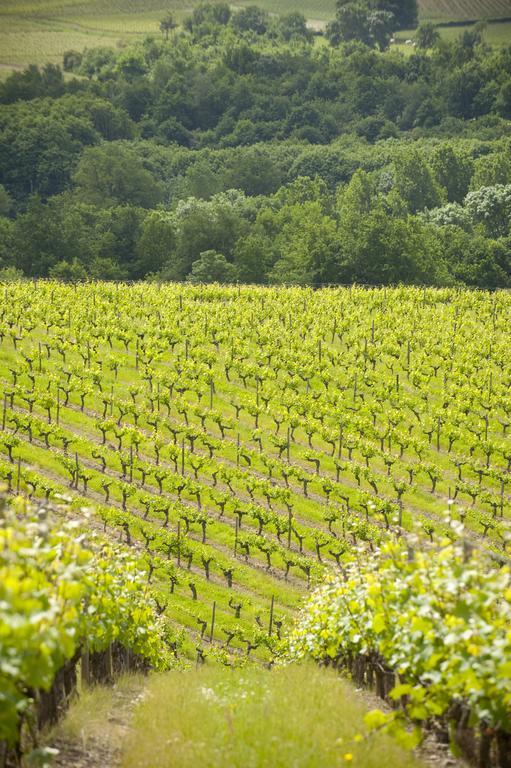 Domaine De La Soucherie - Chambres D'Hotes Beaulieu-sur-Layon Екстер'єр фото